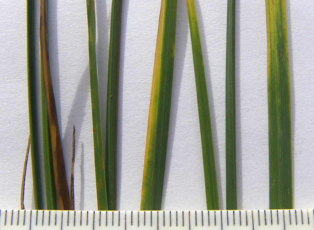 Image of Carex transcaucasica specimen.