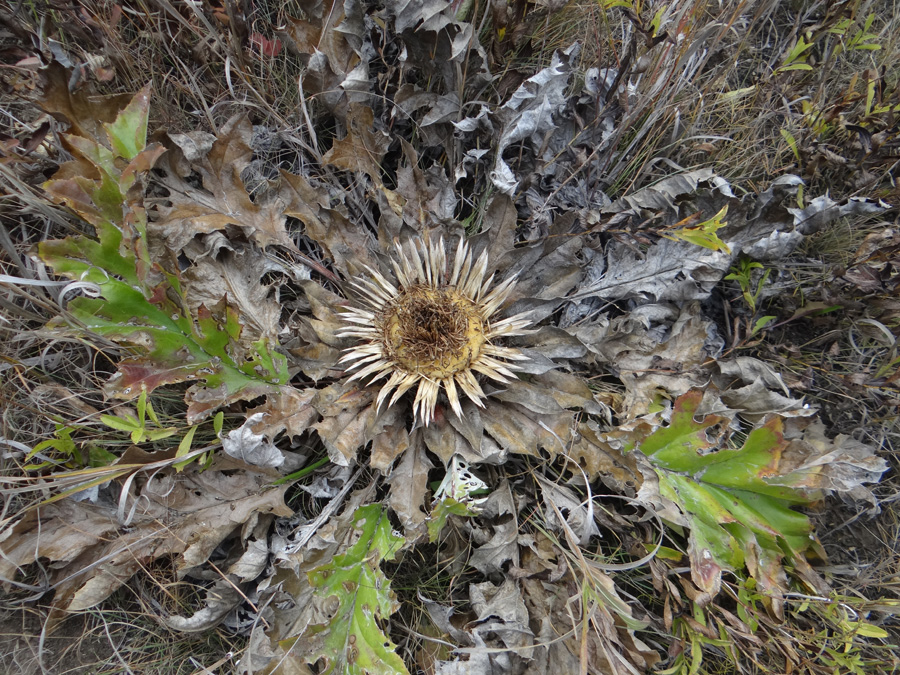 Image of Carlina onopordifolia specimen.