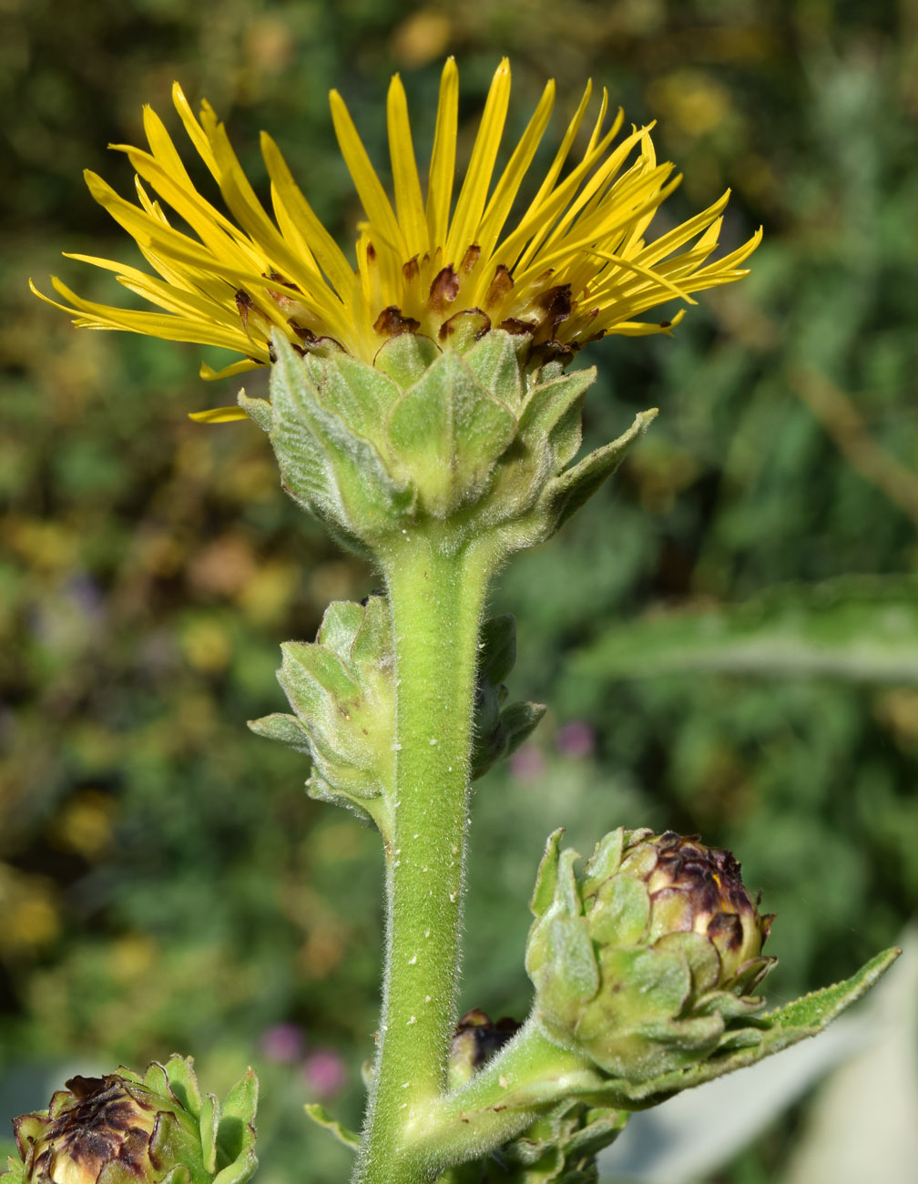 Image of Inula racemosa specimen.