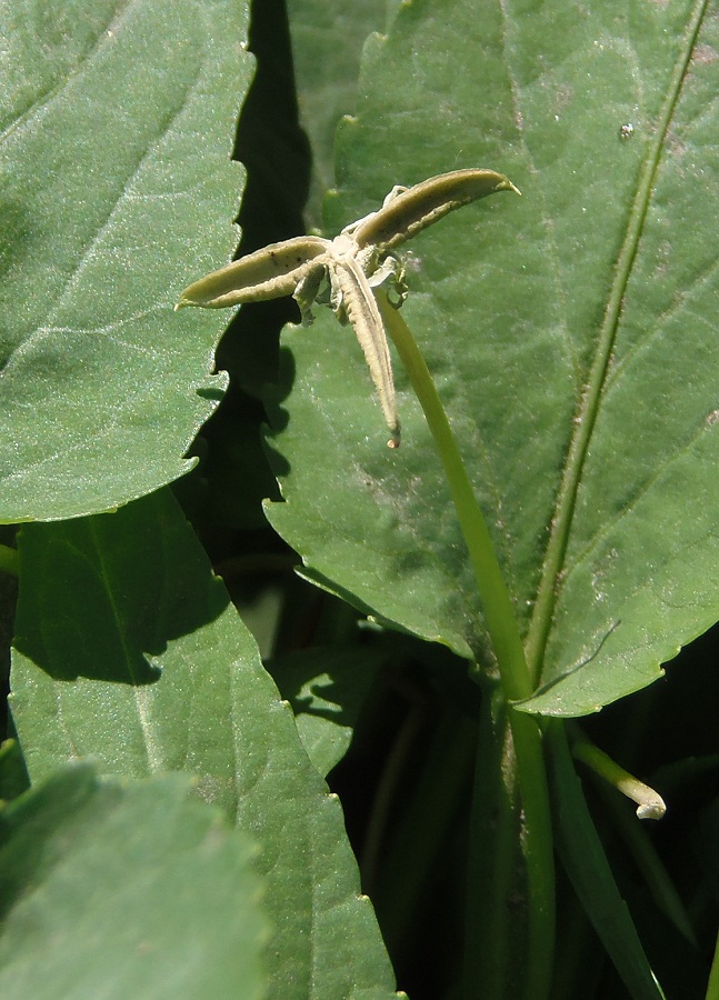 Image of genus Viola specimen.