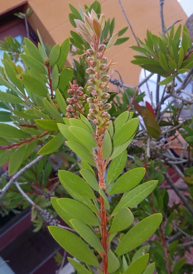 Изображение особи Callistemon citrinus.