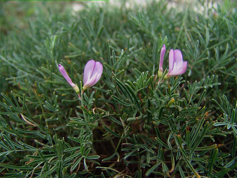 Image of Onobrychis cornuta specimen.