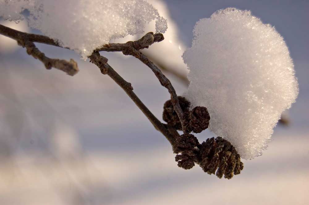 Image of Alnus incana specimen.