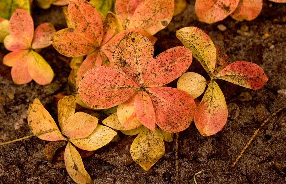 Image of Trientalis europaea specimen.