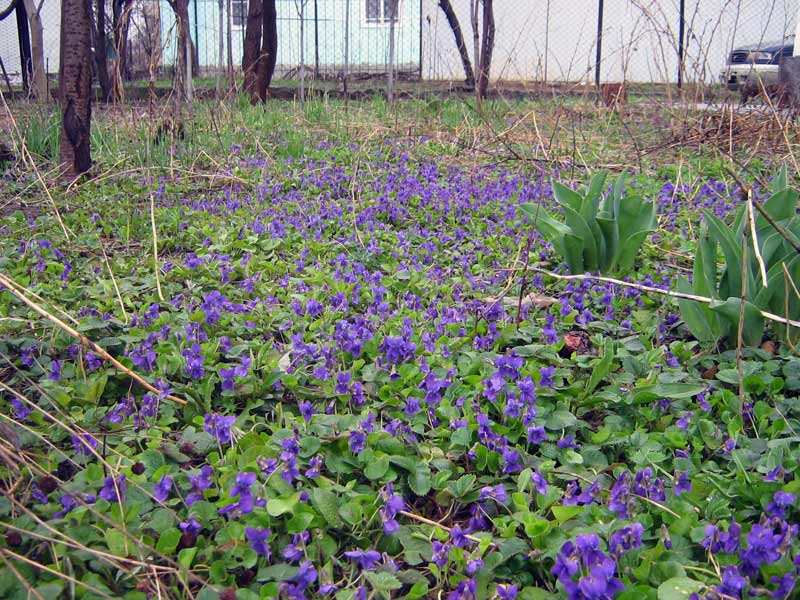 Image of Viola odorata specimen.