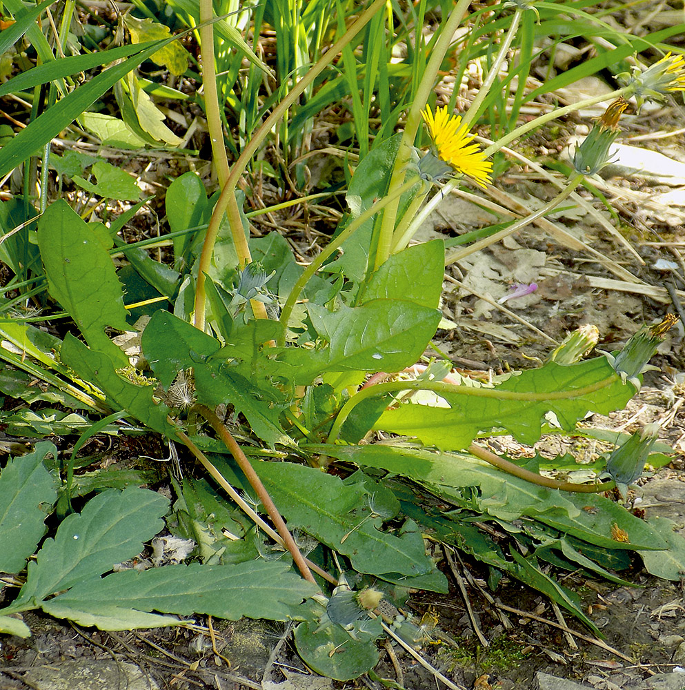 Image of Taraxacum microlobum specimen.