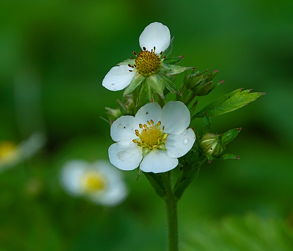 Изображение особи Fragaria vesca.