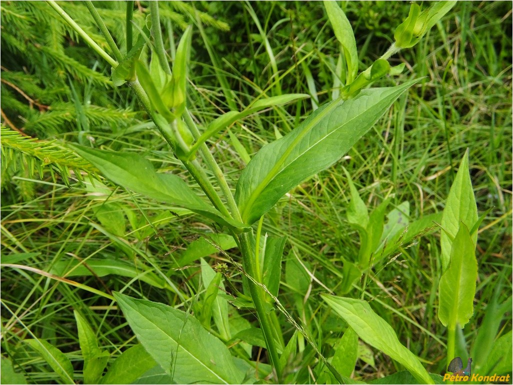 Изображение особи Knautia dipsacifolia.