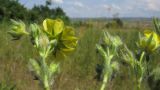 Potentilla recta подвид pilosa. Верхушки побегов с соцветиями. Краснодарский край, Темрюкский р-н, гора Дубовый Рынок, разнотравно-злаковый луг. 17.06.2017.