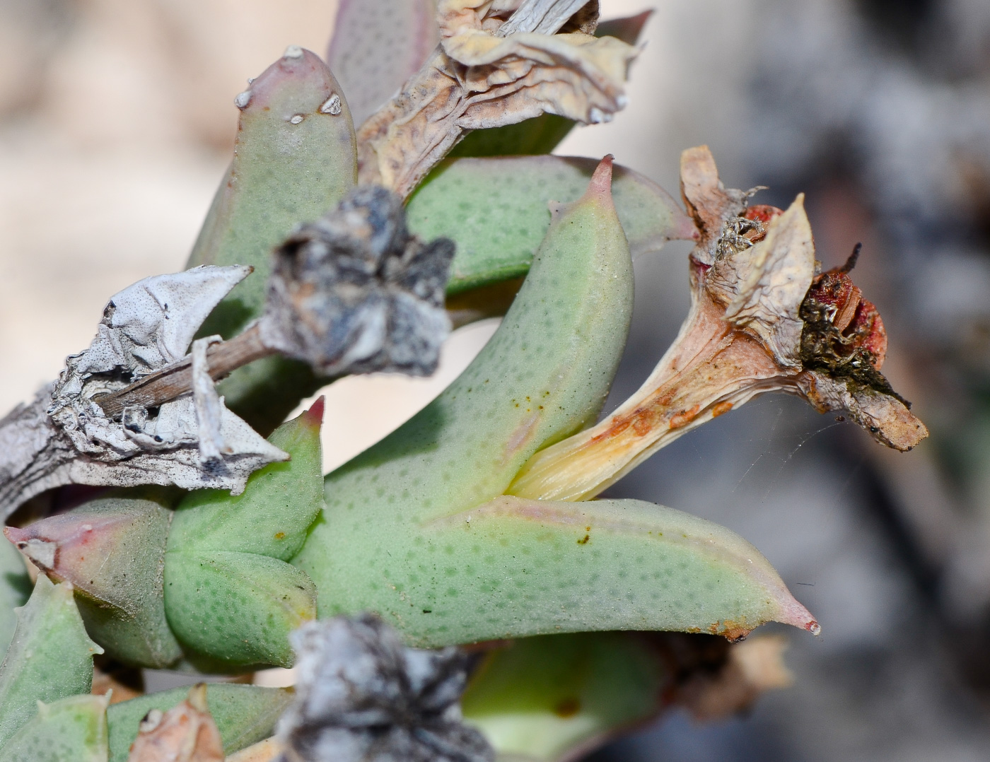 Image of Ruschia perfoliata specimen.