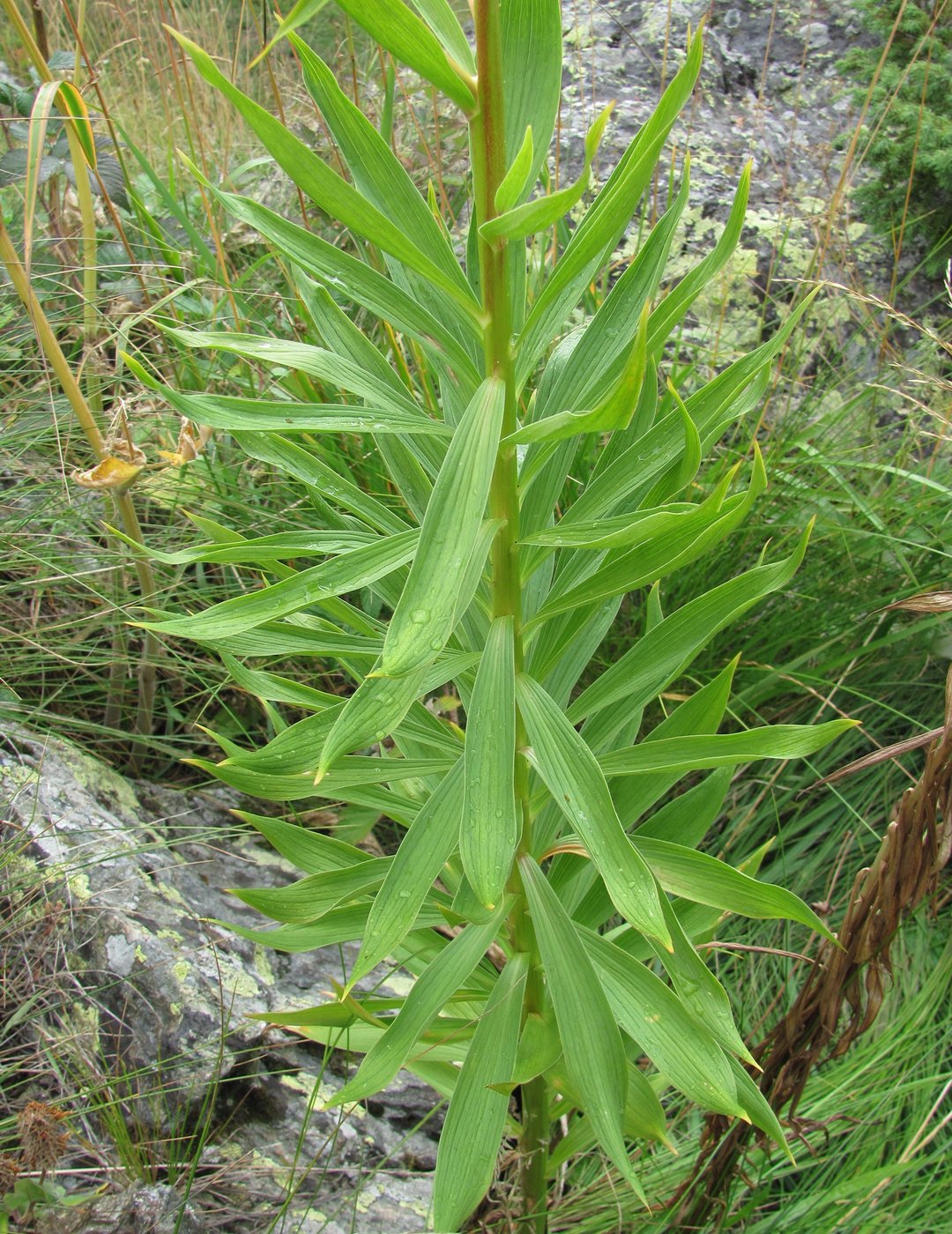 Изображение особи Lilium monadelphum.