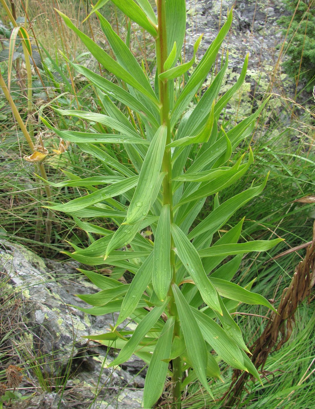 Image of Lilium monadelphum specimen.