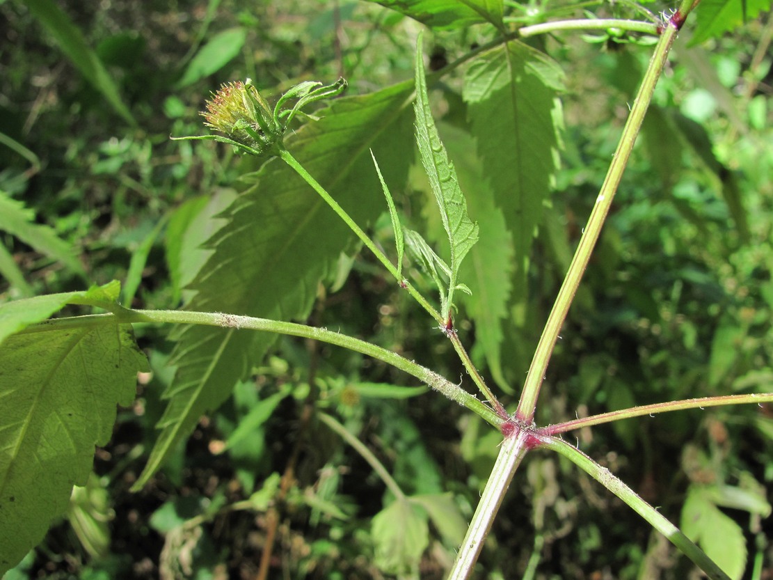 Image of Bidens frondosa specimen.