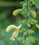 Salvia glutinosa. Часть соцветия. Адыгея, хр. Уна-Коз, смешанный лес. 13.08.2008.