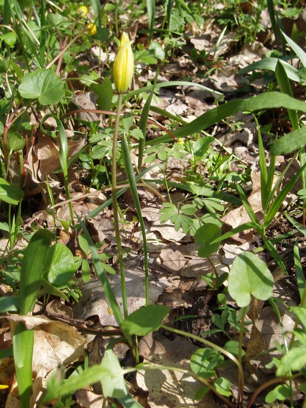 Image of Tulipa biebersteiniana specimen.