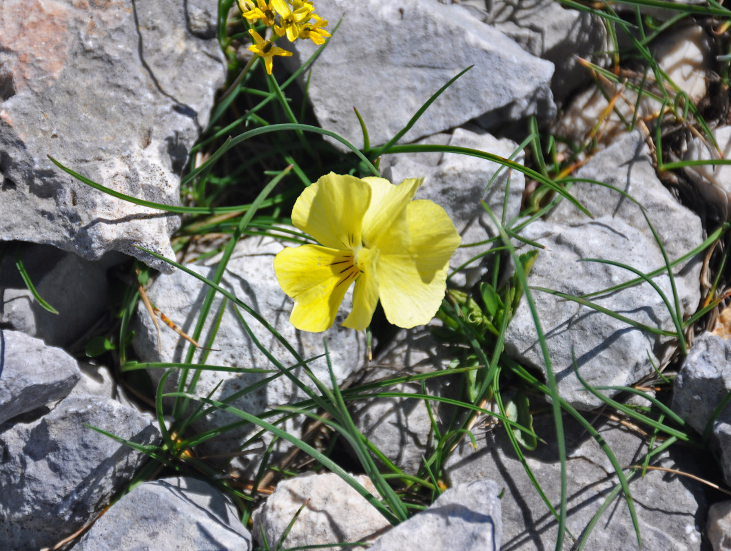 Image of Viola oreades specimen.