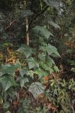 Mytilaria laosensis. Верхушка побега. Китай, Гуанси-Чжуанский автономный р-н, национальный парк Shiwan Dashan National Forest Park, склон горы Shiwandashan (1200 м), лес. 9 марта 2016 г.