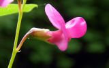 Lathyrus roseus. Цветок. Республика Адыгея, Майкопский р-н, ок. 8,5 км восточнее ст. Даховская, хребет Скалистый (Уна-Коз), склон г. Шидехт, зарастающая вырубка в лиственном лесу у грунтовой дороги. 05.05.2018.