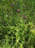 Cirsium heterophyllum. Цветущие растения на лугу. Московская обл., Солнечногорский р-н, зарастающий заболоченный луг под ЛЭП близ Щепкина верхового болота. 17.06.2018.