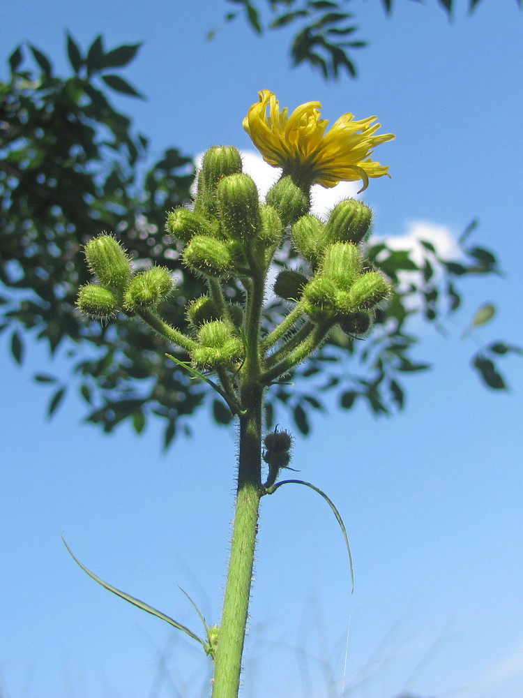 Изображение особи Sonchus palustris.