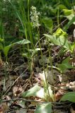 Platanthera bifolia