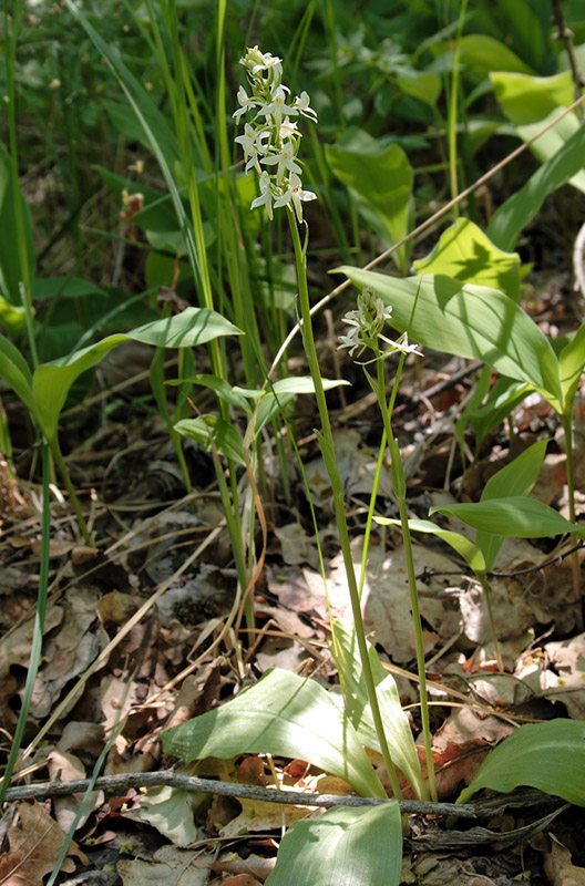 Изображение особи Platanthera bifolia.