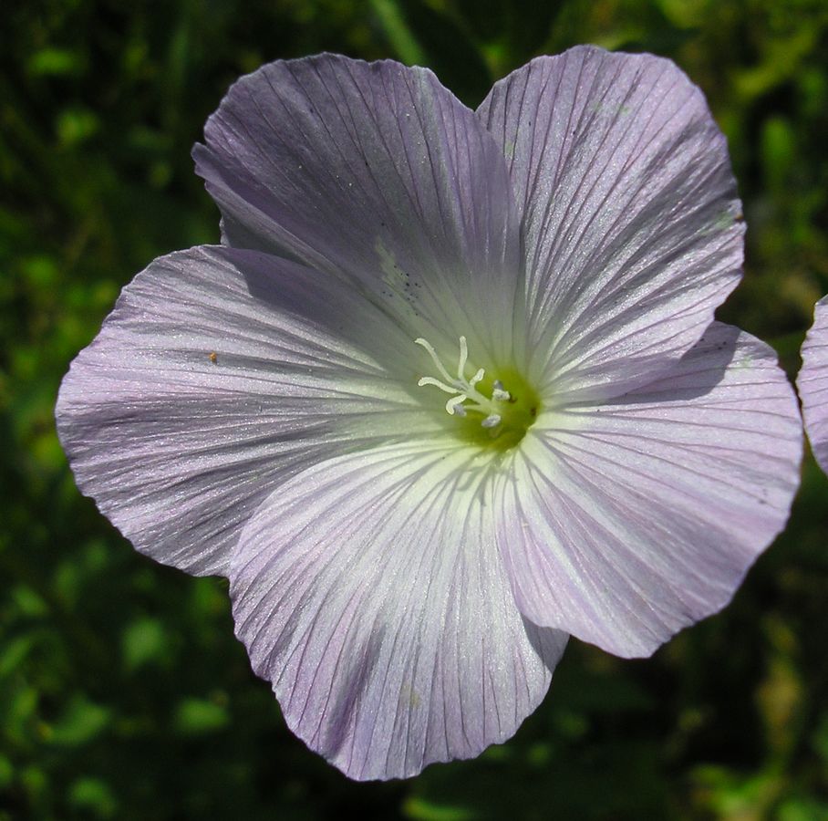 Изображение особи Linum hirsutum.