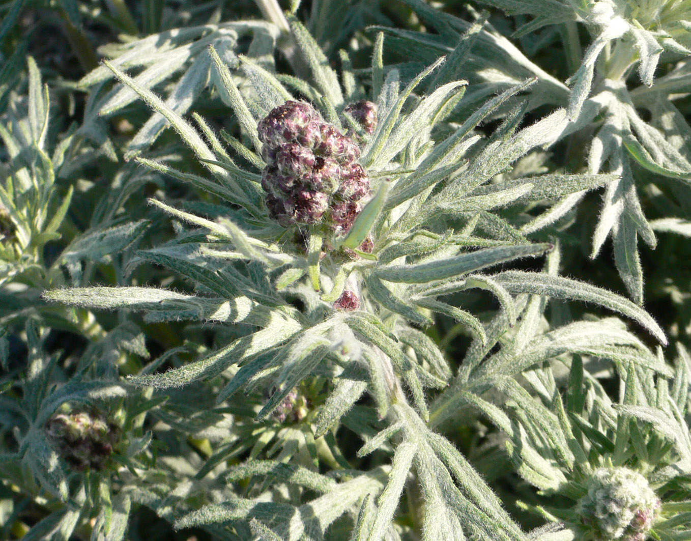 Image of Artemisia tilesii specimen.