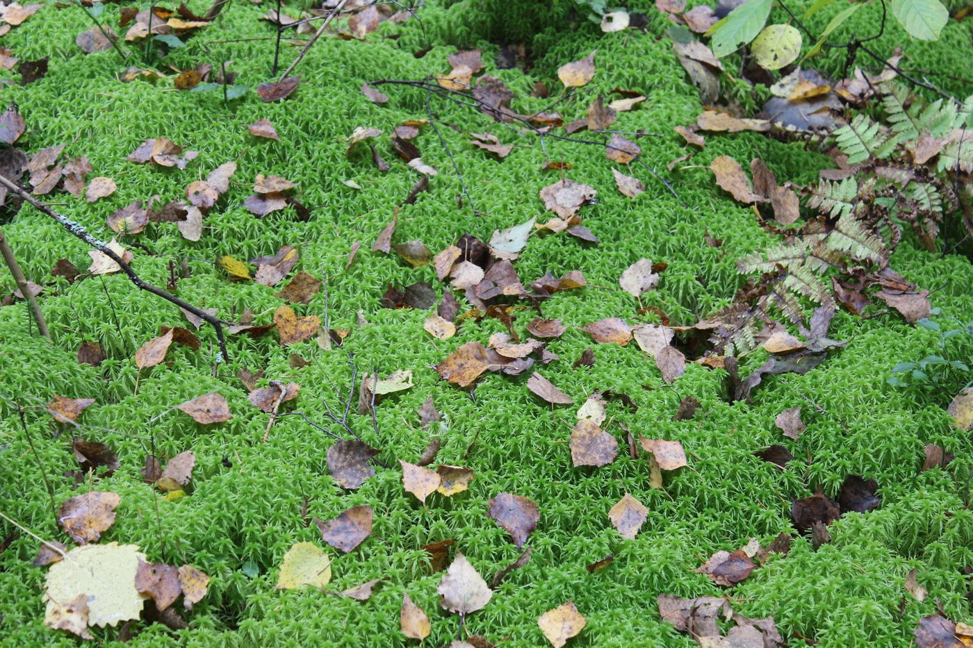 Image of Sphagnum girgensohnii specimen.