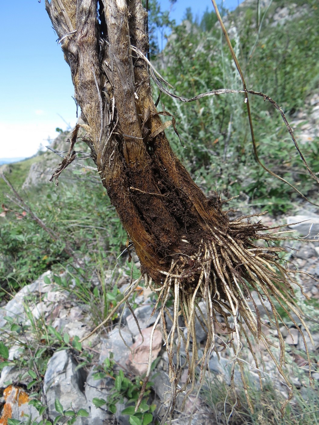 Image of Allium schischkinii specimen.