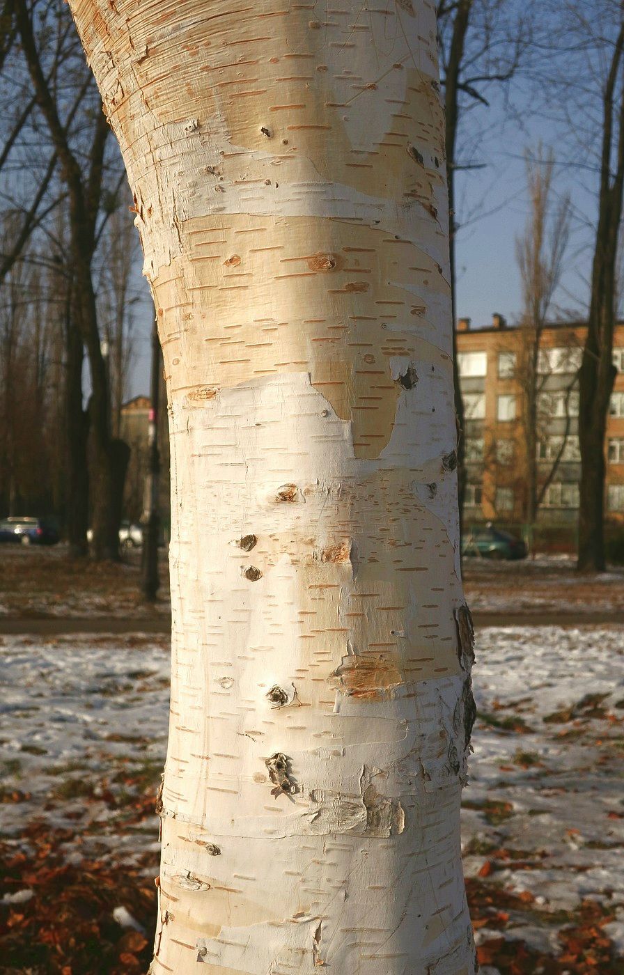 Image of Betula papyrifera specimen.