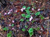 Cyclamen persicum. Цветущие растения. Турция, национальный парк Олимпос-Бейдаглары, окр. бухты Чиралы, опушка сосняка. 01.01.2019.