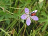 Geranium collinum. Цветок с кормящимся жуком нарывником гладким. Казахстан, Восточно-Казахстанская обл., Уланский р-н, окр. с. Украинка, луг. 20.07.2005.