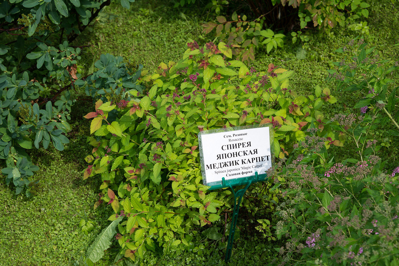 Image of Spiraea japonica specimen.