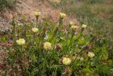 Urospermum dalechampii. Верхушки побегов с соцветиями. Испания, Каталония, провинция Жирона, комарка Альт-Эмпорда, окр. г. Кадакес, сухой береговой склон. 01.04.2019.