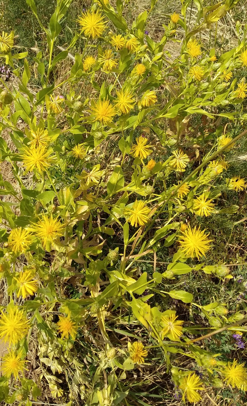 Image of Centaurea polypodiifolia specimen.