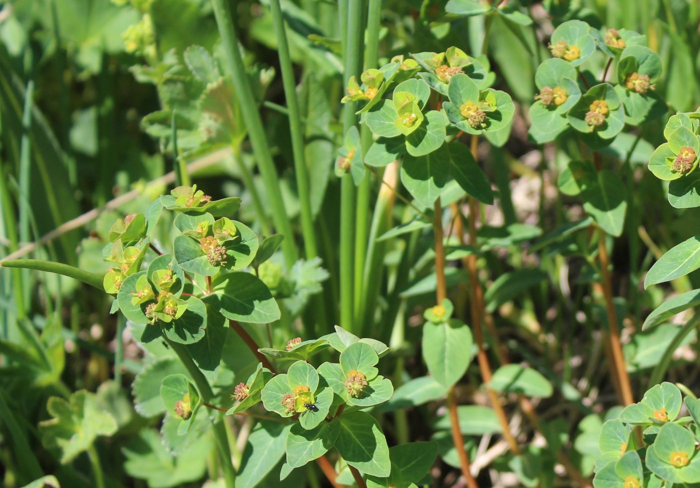 Image of Euphorbia alatavica specimen.