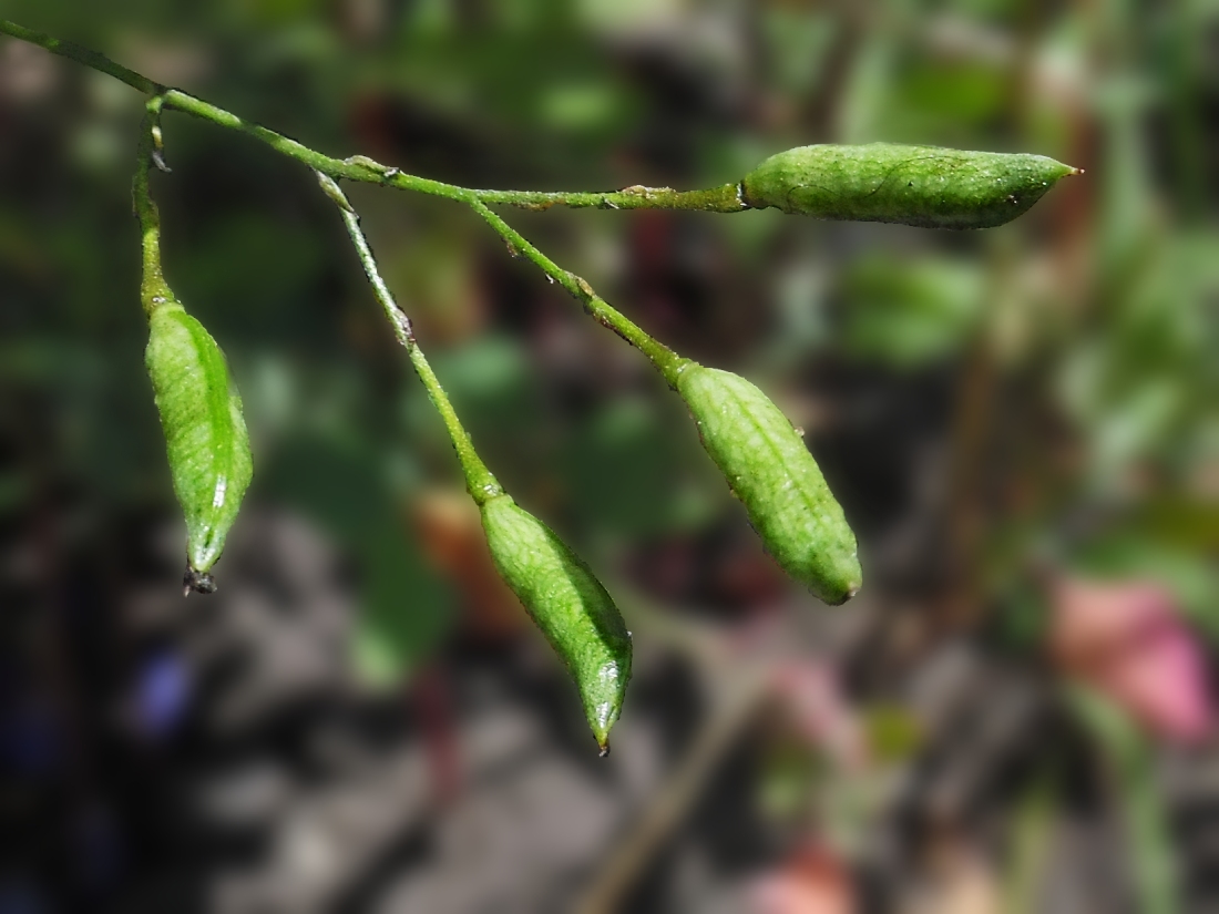 Image of Delphinium consolida specimen.