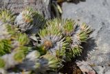 Saxifraga juniperifolia