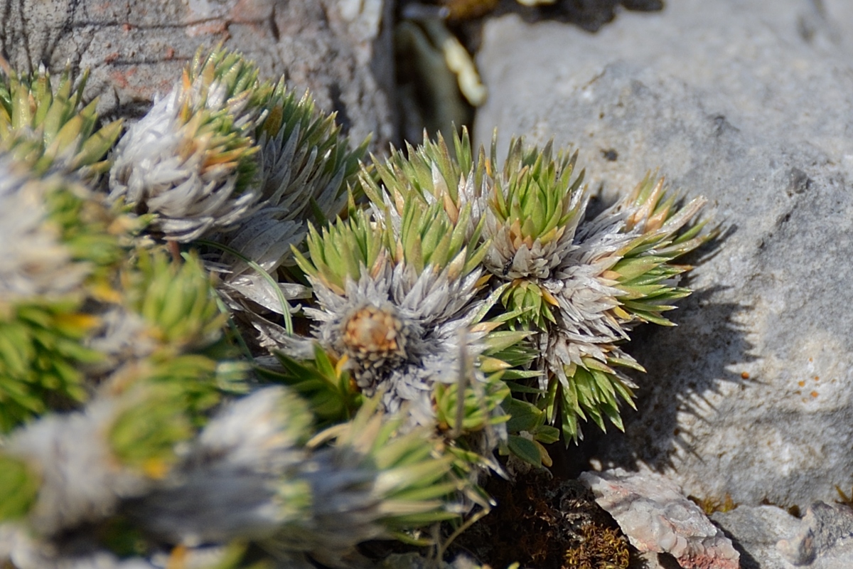 Image of Saxifraga juniperifolia specimen.