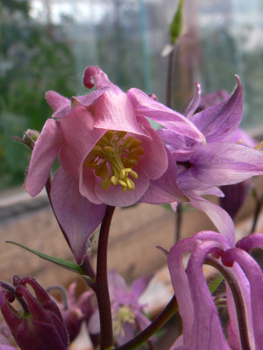 Изображение особи Aquilegia vulgaris.