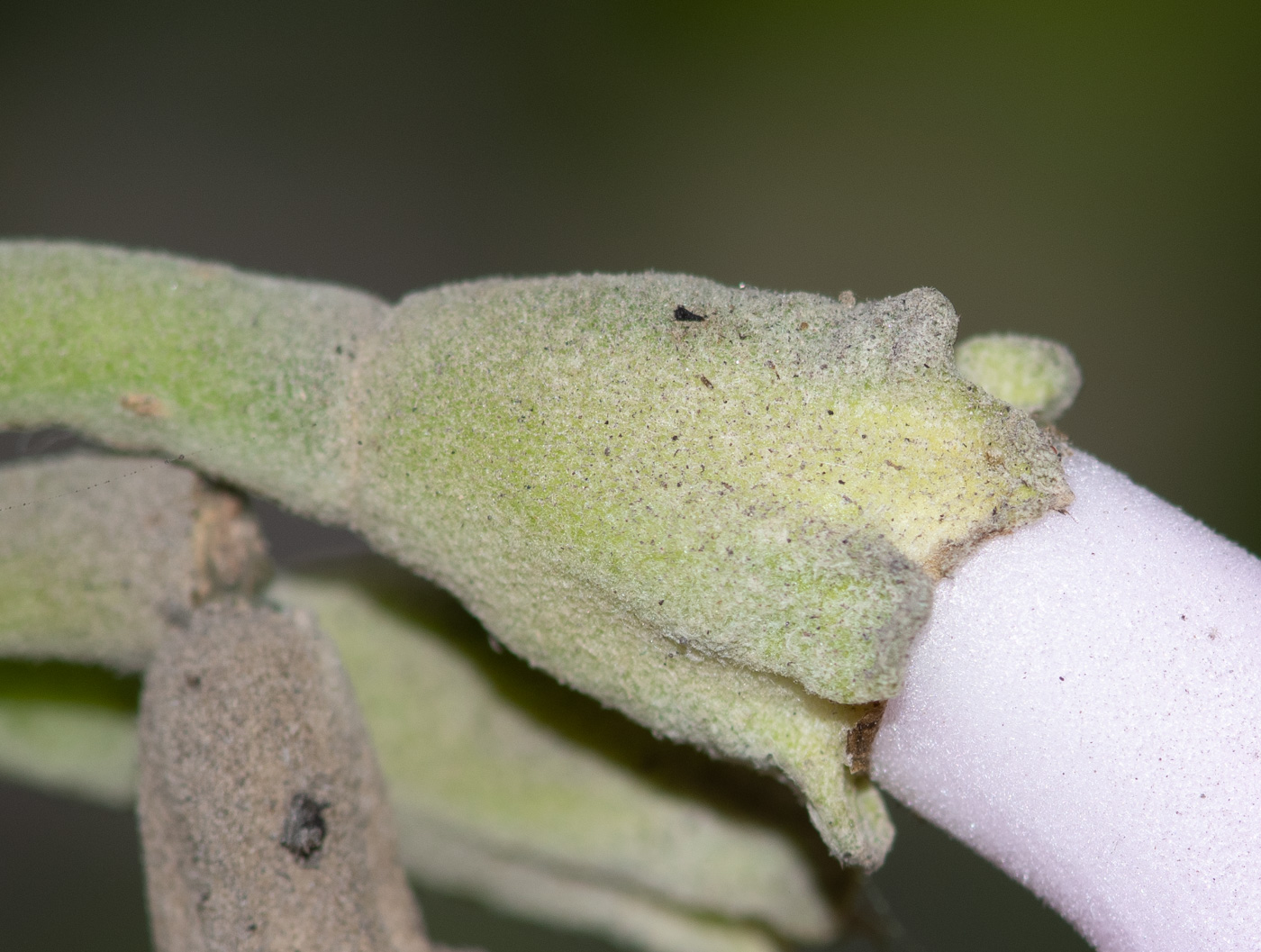 Image of Delostoma integrifolium specimen.