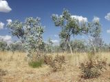 Eucalyptus pruinosa. Вегетирующие растения. Австралия, северо-западный Квинсленд, возле трассы Burke Developmental Rd (№ 83). южнее г. Нормантон. Конец сухого сезона (сезон gurreng). 11.10.2009.