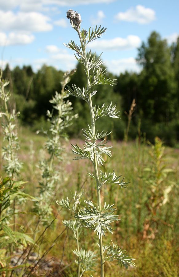 Image of Artemisia absinthium specimen.