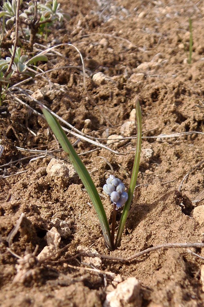 Image of Hyacinthella leucophaea specimen.