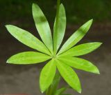 Galium odoratum. Часть стебля с розеткой листьев. Подмосковье, окр. г. Одинцово, берёзовая роща. Май 2020 г.