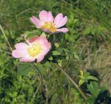 Rosa pygmaea. Верхушка ветви цветущего растения. Украина, г. Луганск, балка Калмыцкий яр. 04.06.2020.