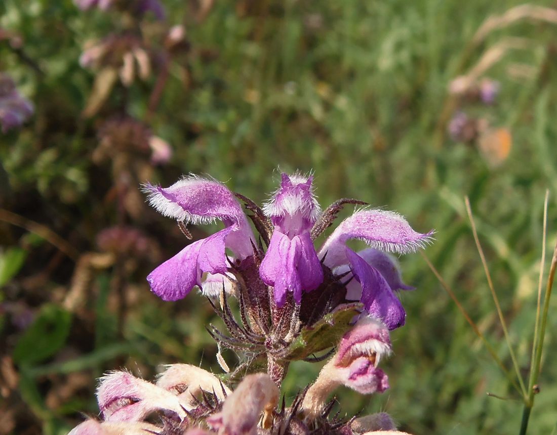 Image of Phlomoides hybrida specimen.