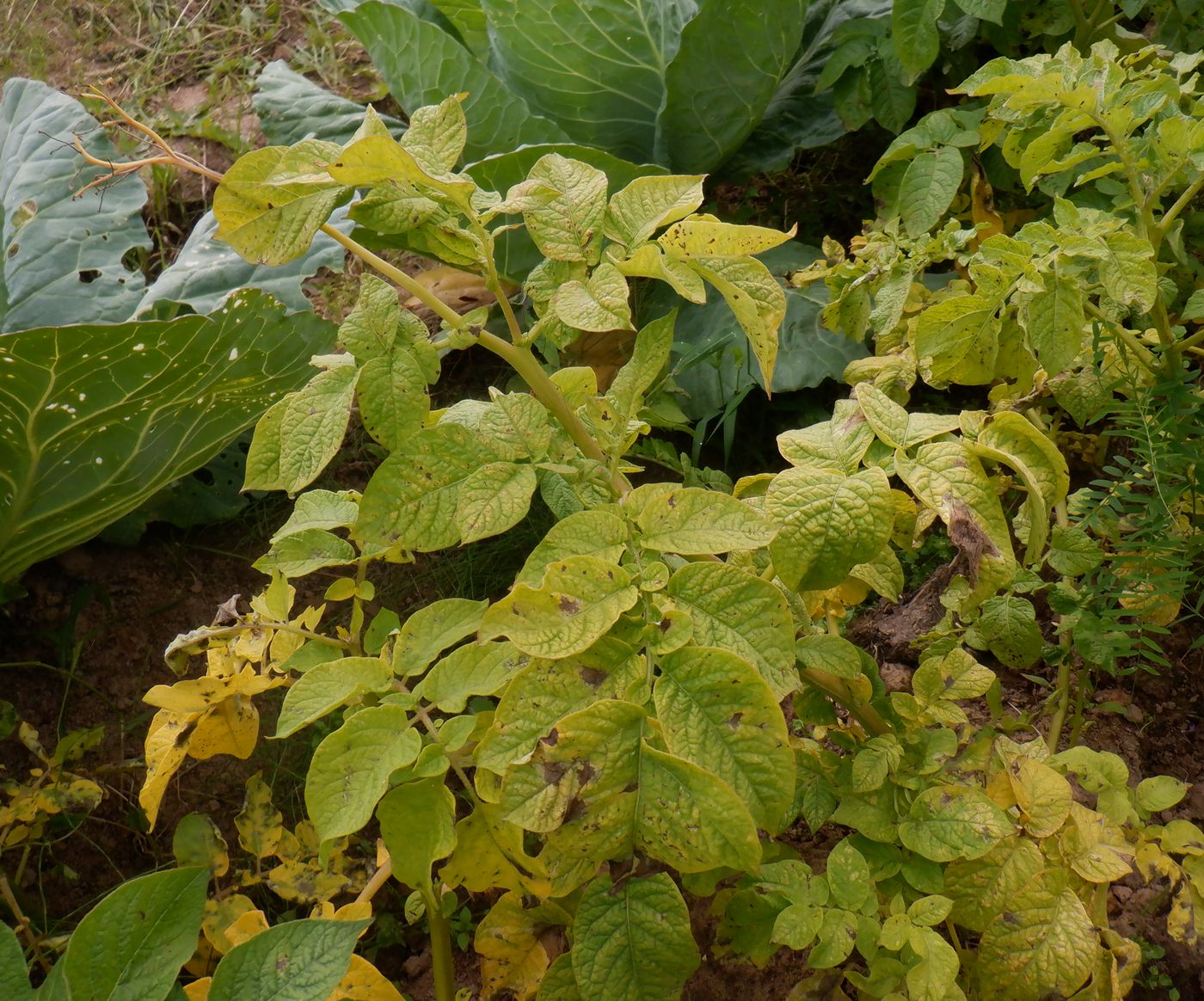 Image of Solanum tuberosum specimen.