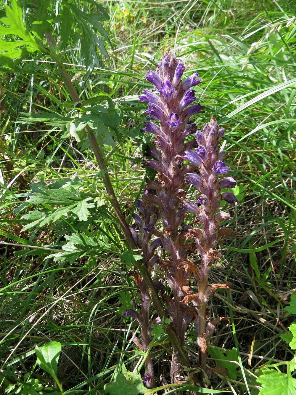 Image of Phelipanche caesia specimen.